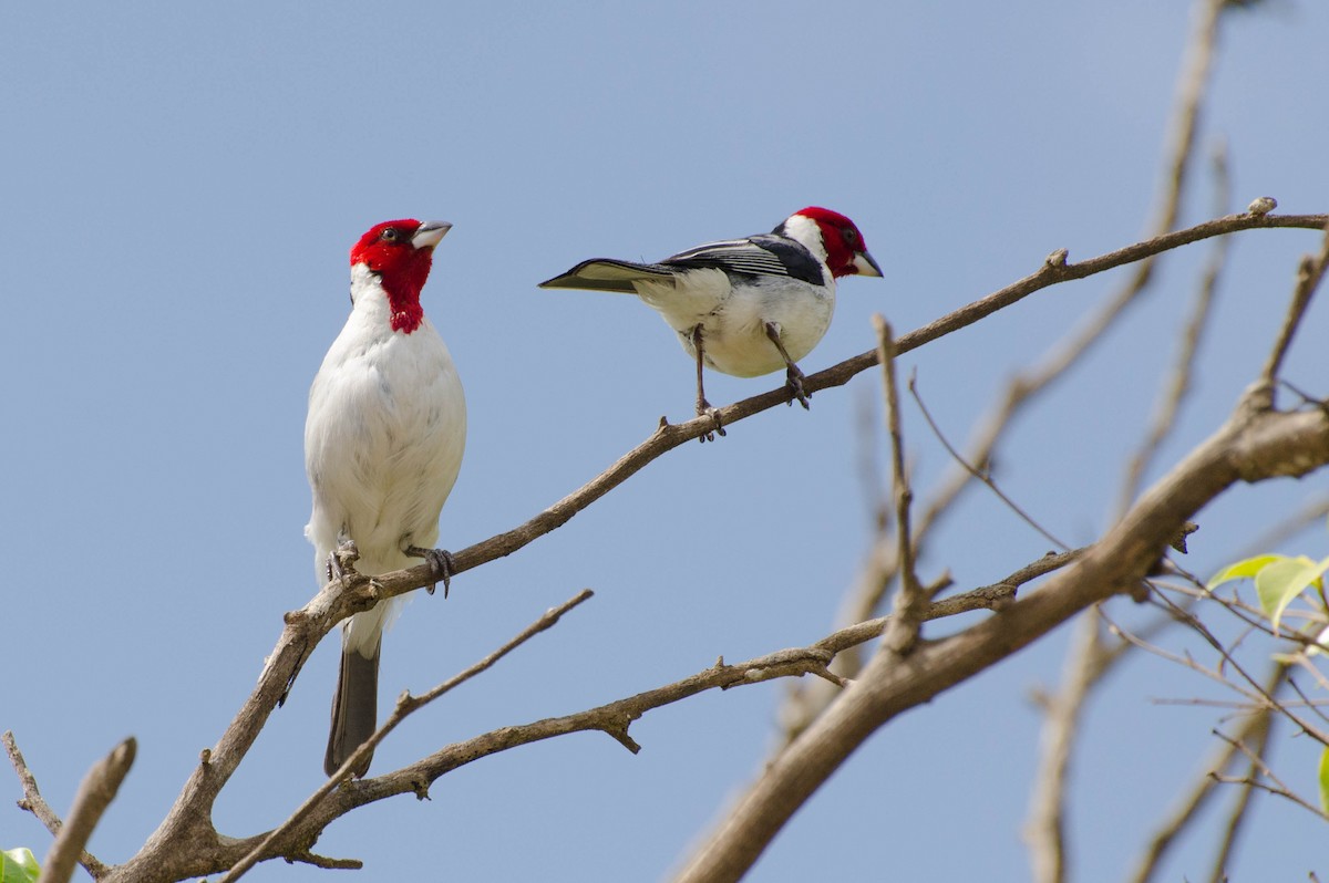 Red-cowled Cardinal - ML100778561