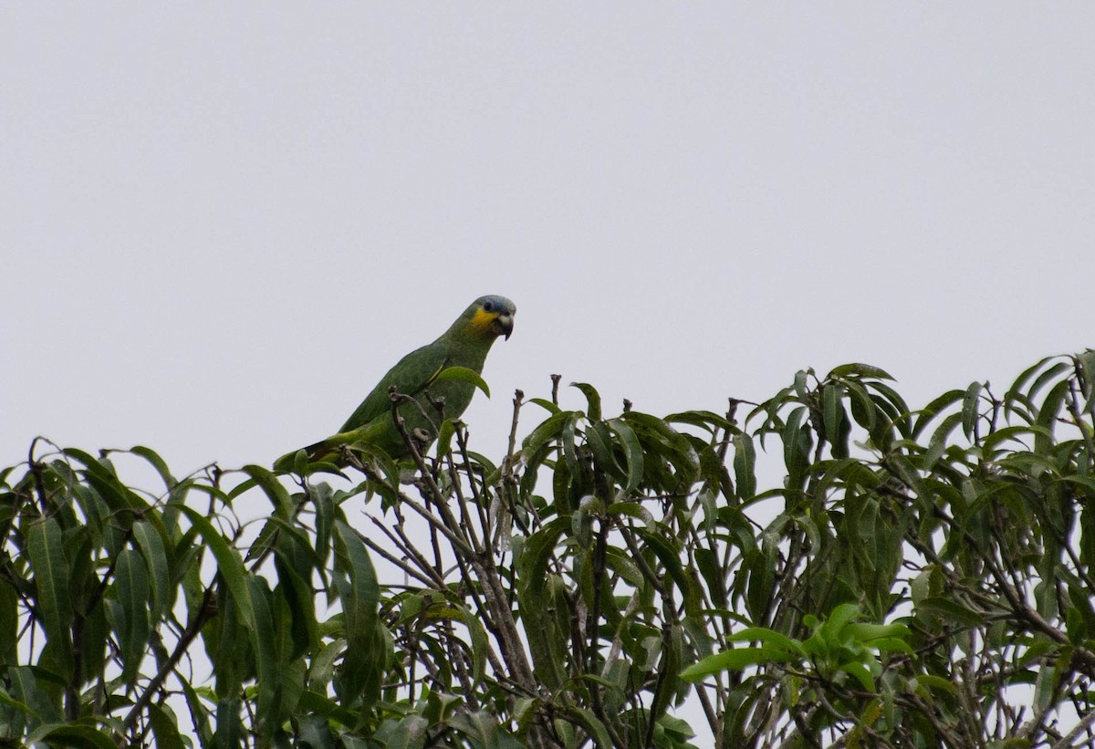 Orange-winged Parrot - ML100780401