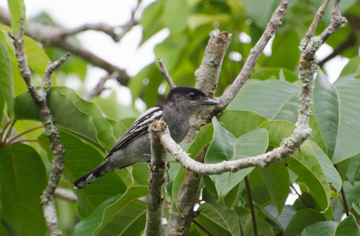 White-winged Becard - ML100780471