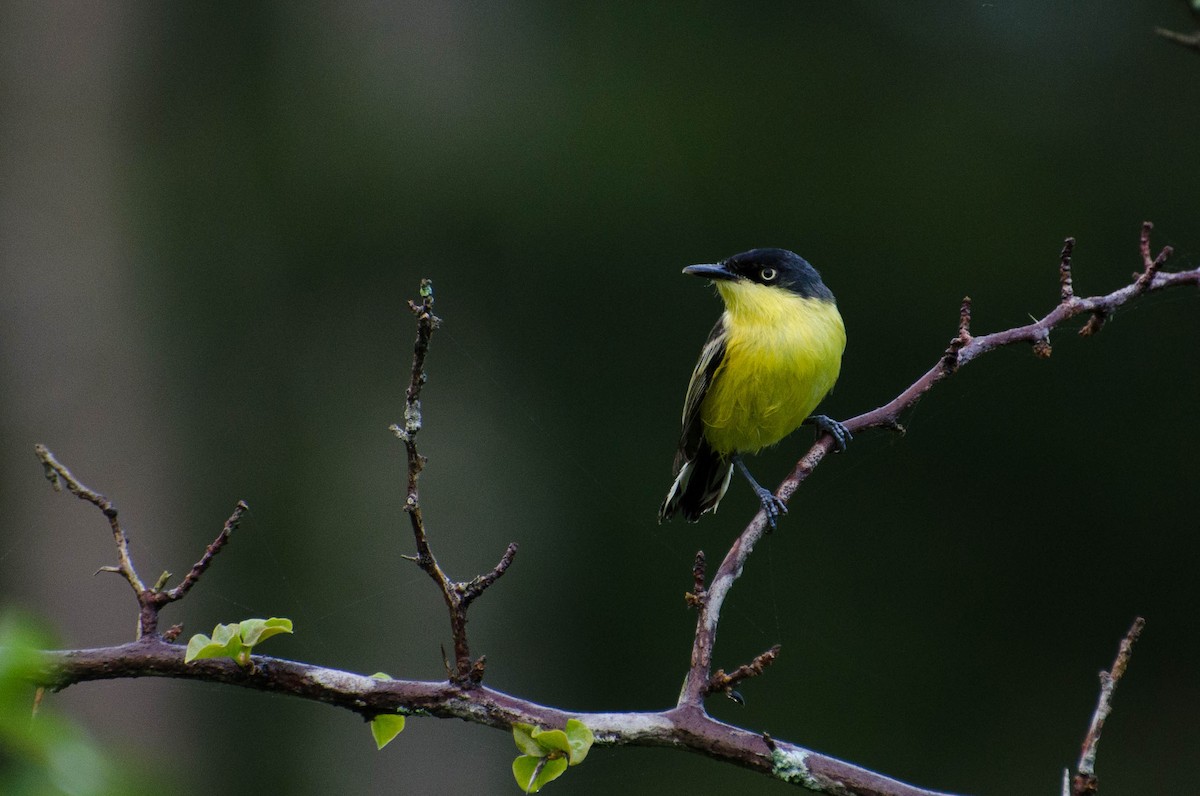 Common Tody-Flycatcher - ML100781611