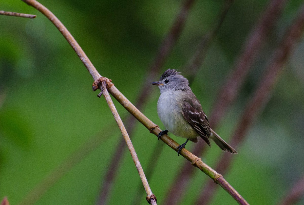 Southern Beardless-Tyrannulet - ML100781771