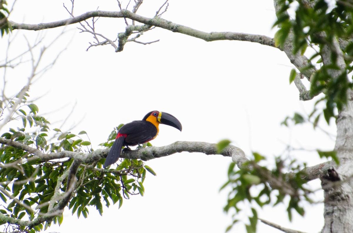 Channel-billed Toucan - ML100781961