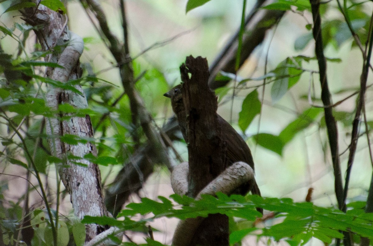 Brown-winged Schiffornis (Brown-winged) - ML100782121