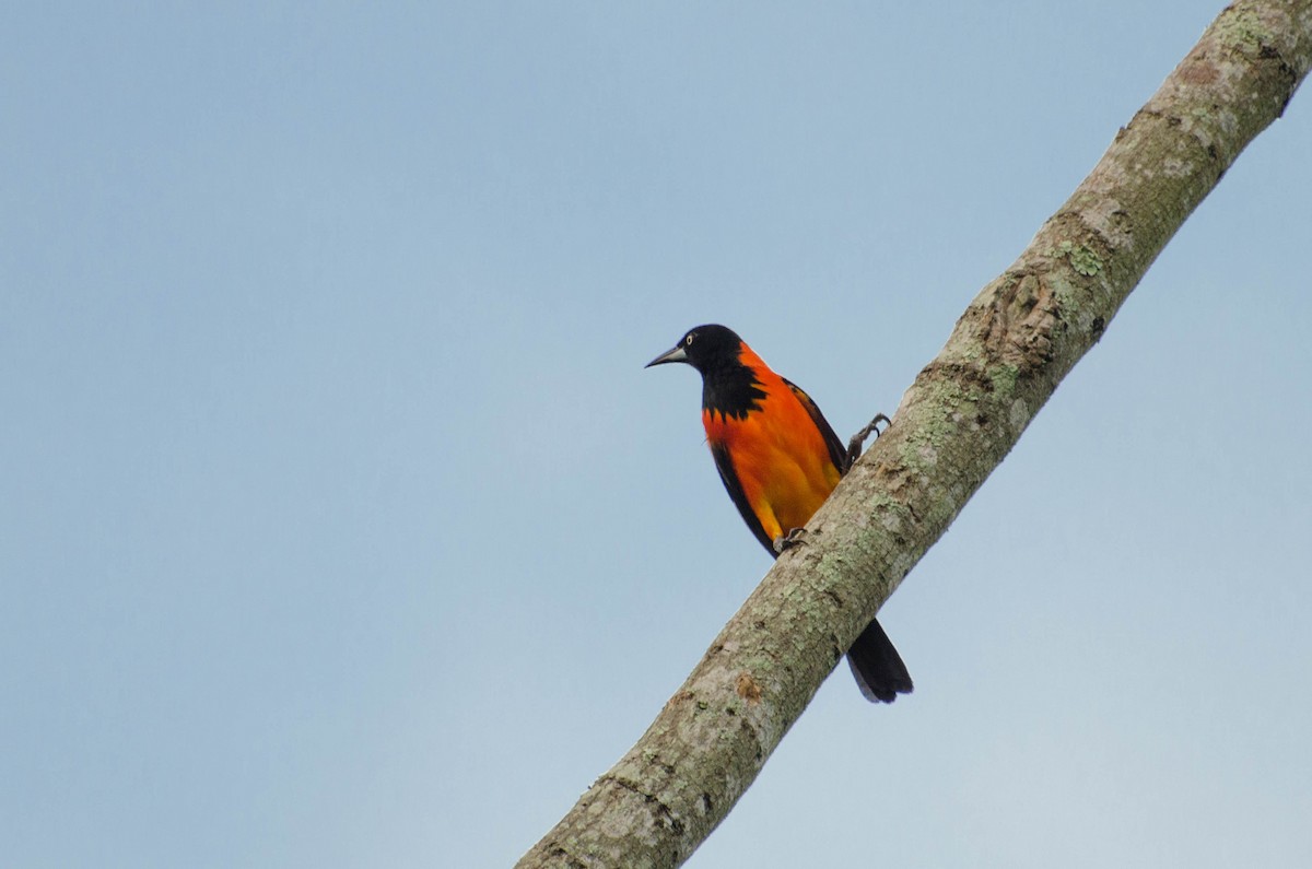 Campo Troupial - Marcos Eugênio Birding Guide