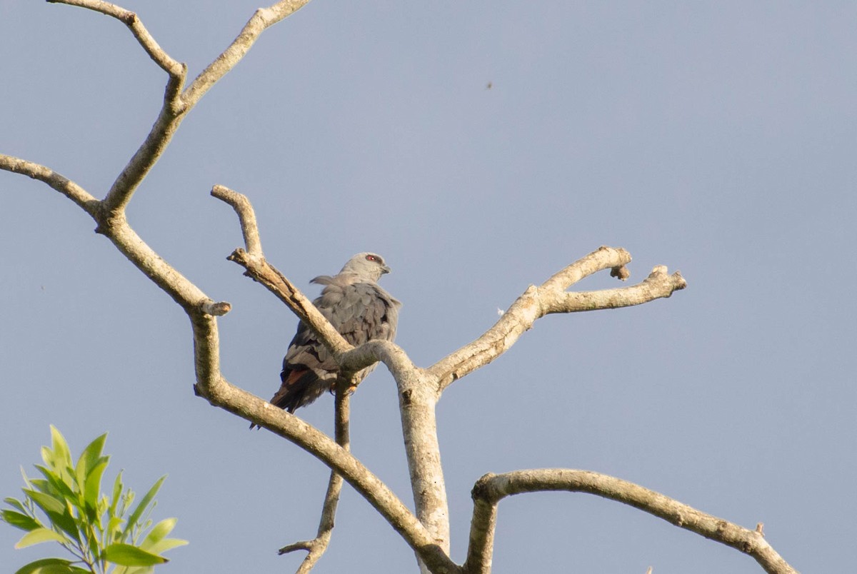 Plumbeous Kite - ML100782651