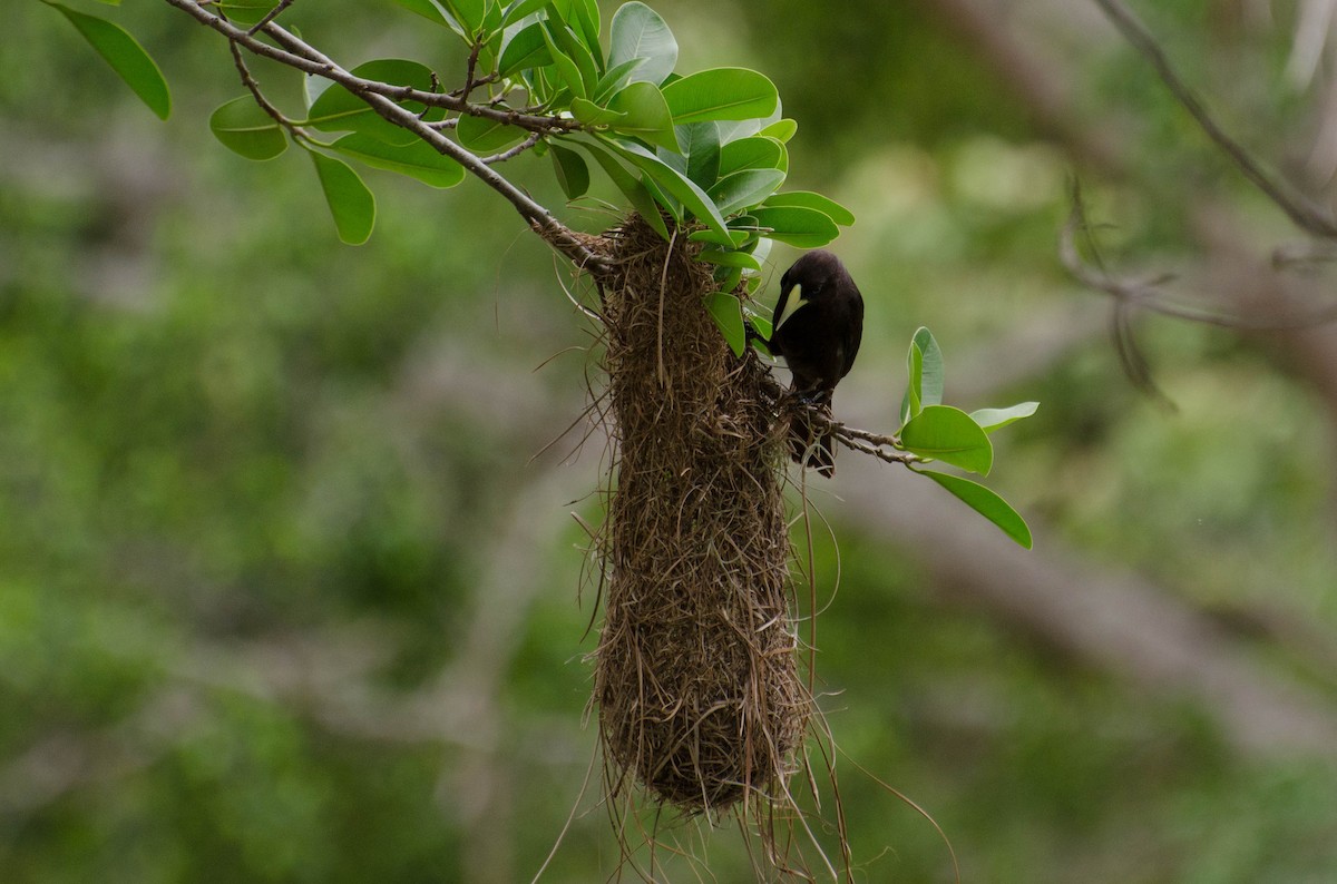 Red-rumped Cacique - ML100782801