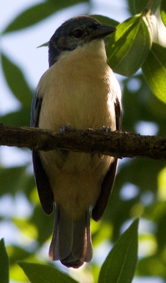 Vanga Azul (madagascarinus) - ML100783161