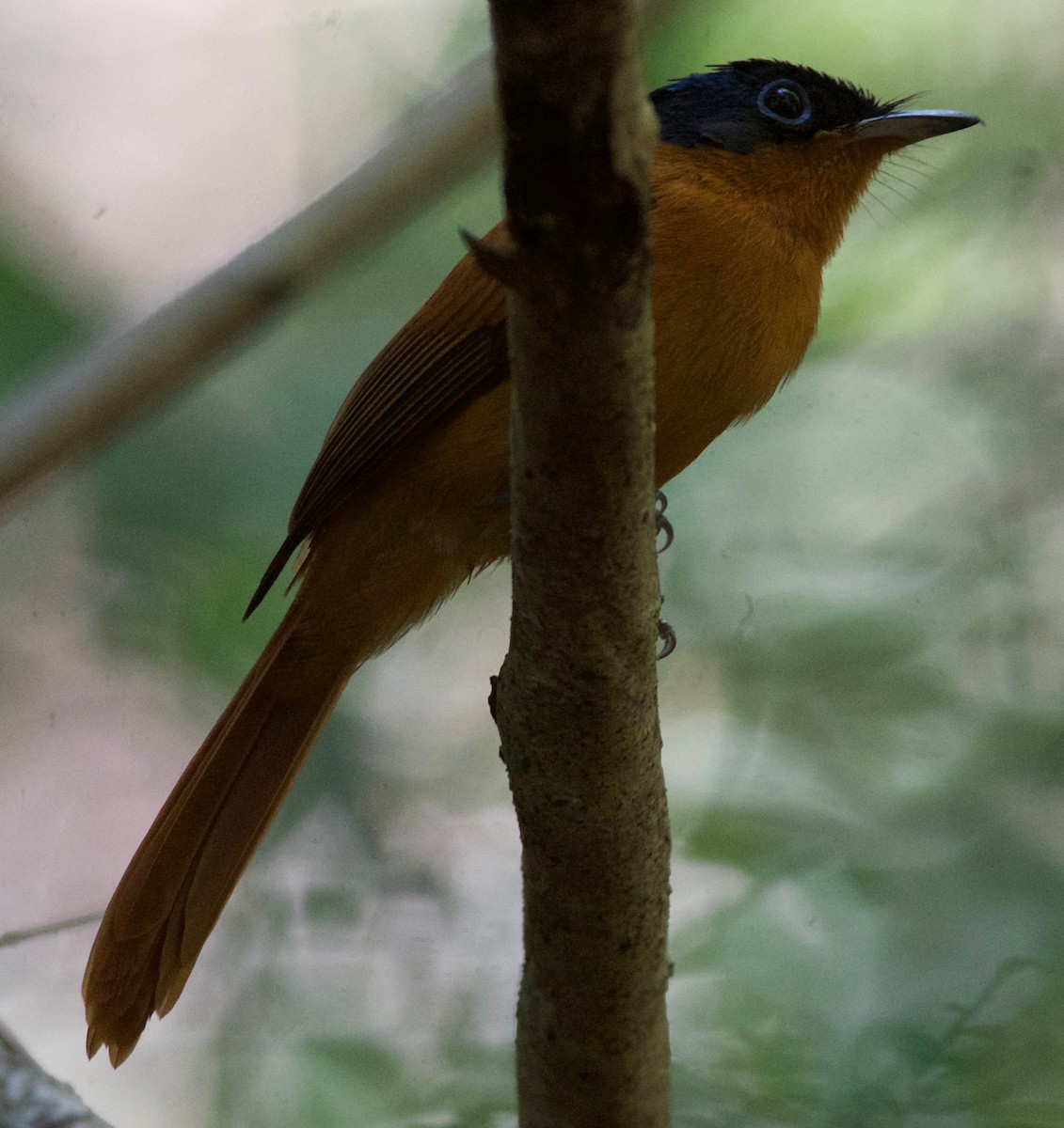 Malagasy Paradise-Flycatcher - ML100783321