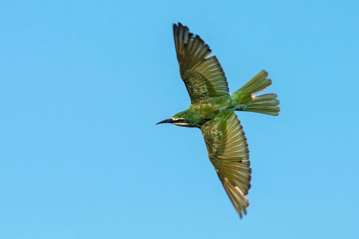 Olive Bee-eater - ML100783451