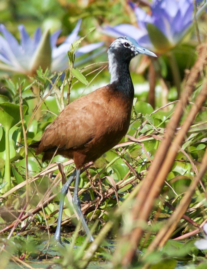 Madagascar Jacana - ML100783541