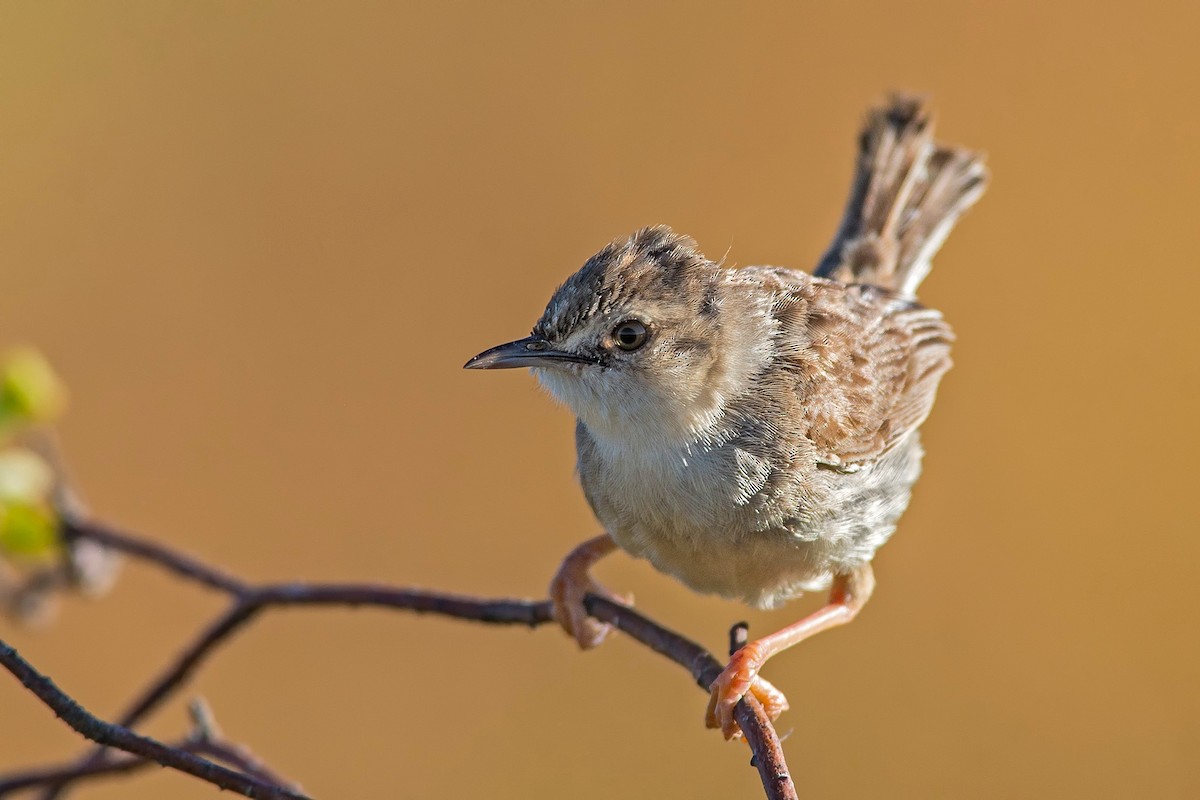 Madagascar Cisticola - ML100783701