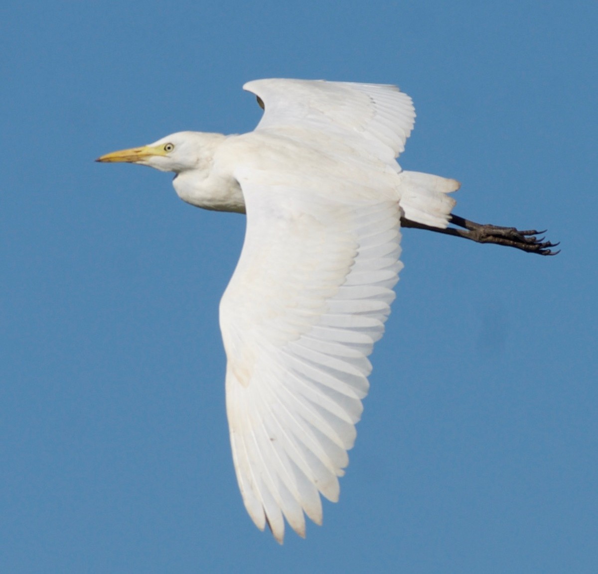 Western Cattle Egret - ML100783891