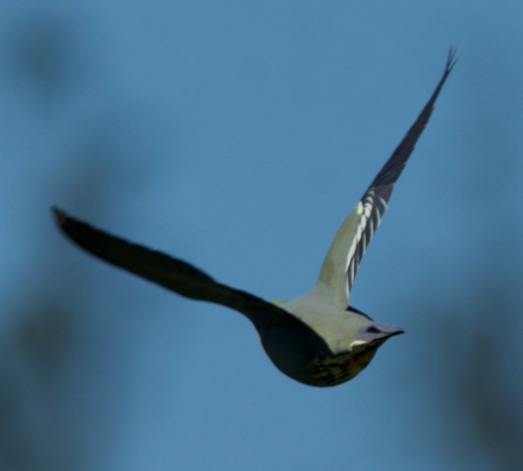 Madagascar Green-Pigeon - ML100783941