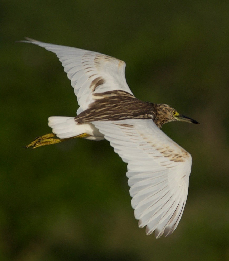 Malagasy Pond-Heron - ML100784121