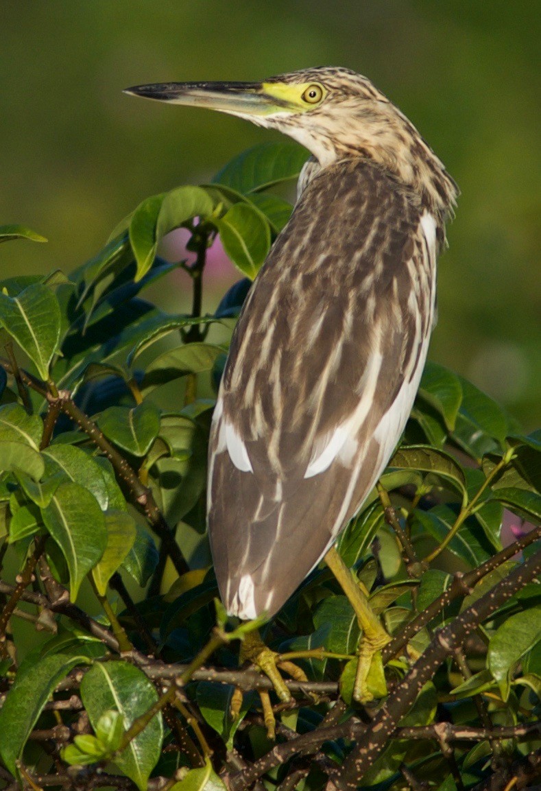 Malagasy Pond-Heron - ML100784141