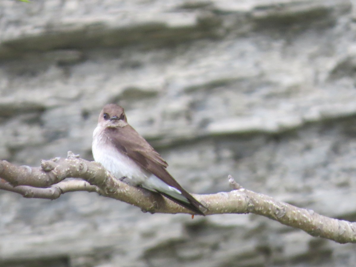 Northern Rough-winged Swallow - ML100785401