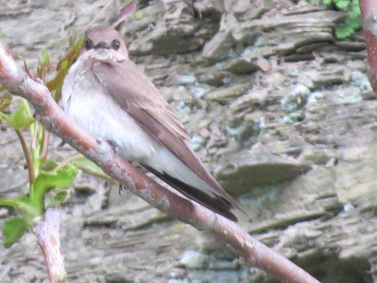 Northern Rough-winged Swallow - ML100785441