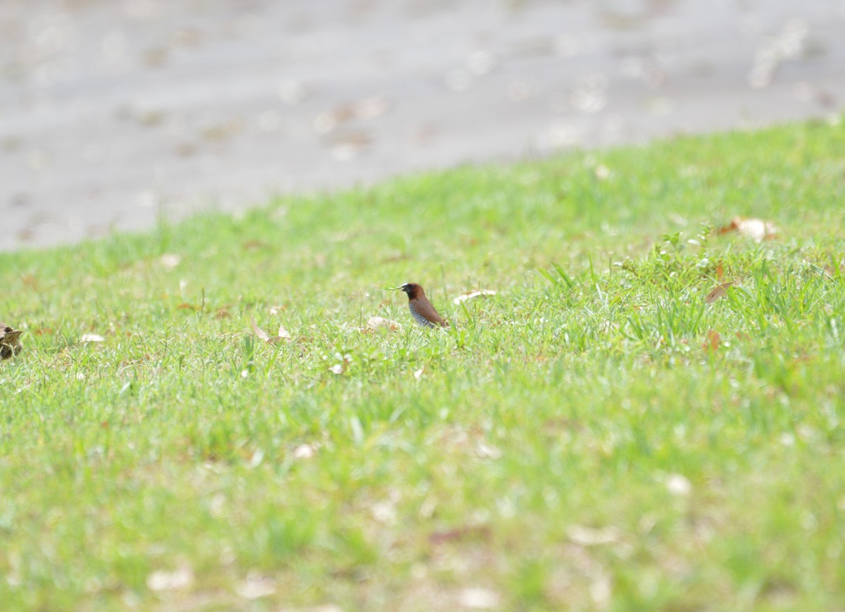 Scaly-breasted Munia (Checkered) - Aidan Kiley