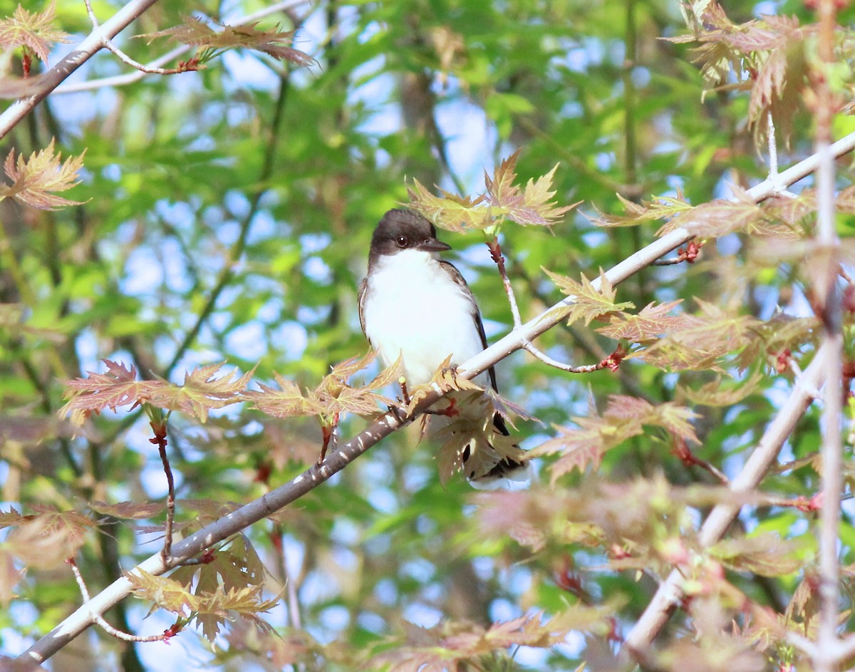 Eastern Kingbird - ML100788301