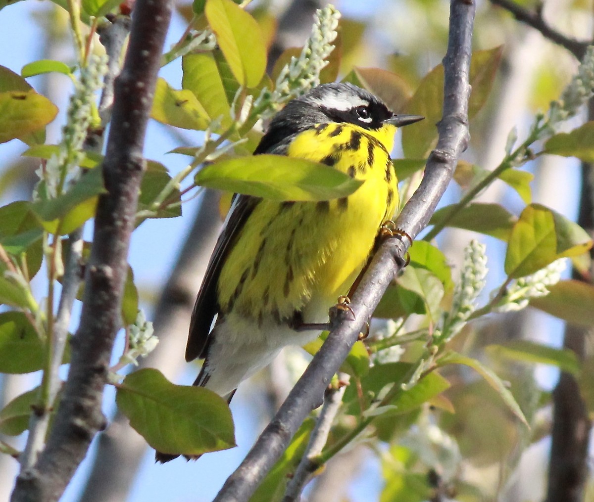 Magnolia Warbler - Mary Kvasnic