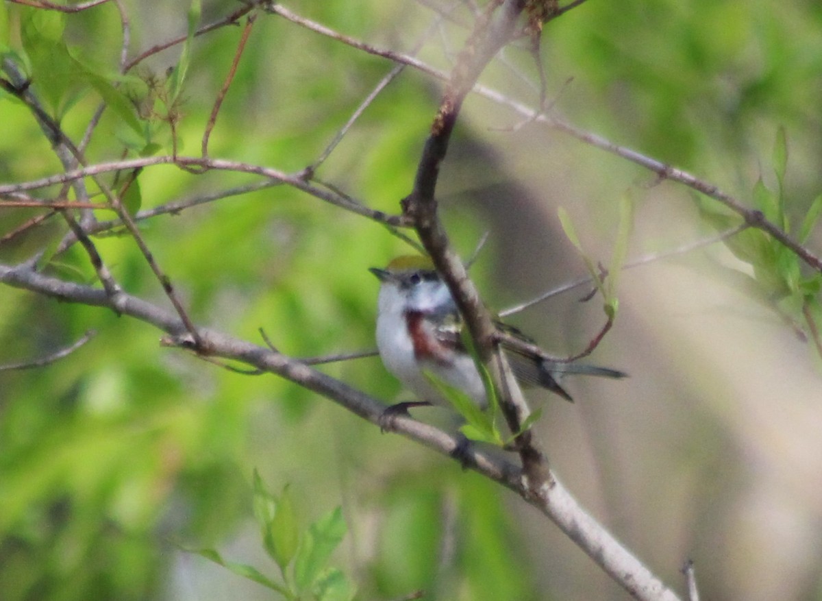 Chestnut-sided Warbler - ML100788701