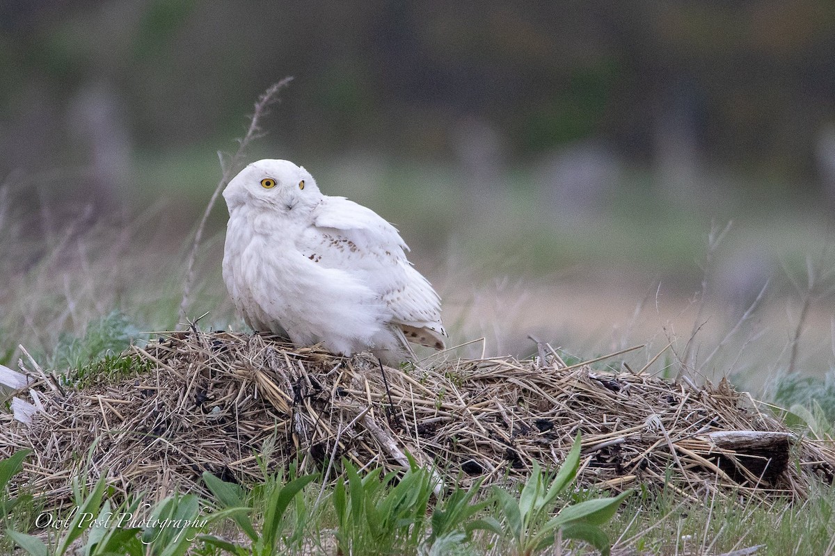 Snowy Owl - ML100789671