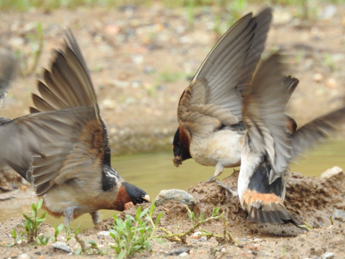 Cliff Swallow - ML100790881