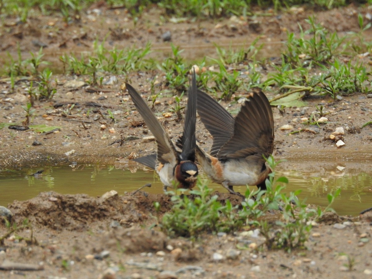 Cliff Swallow - Laura Mae