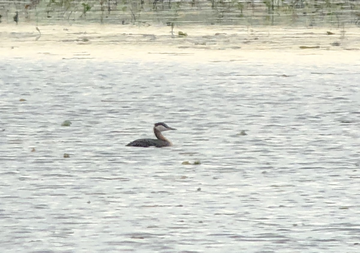 Red-necked Grebe - ML100791091