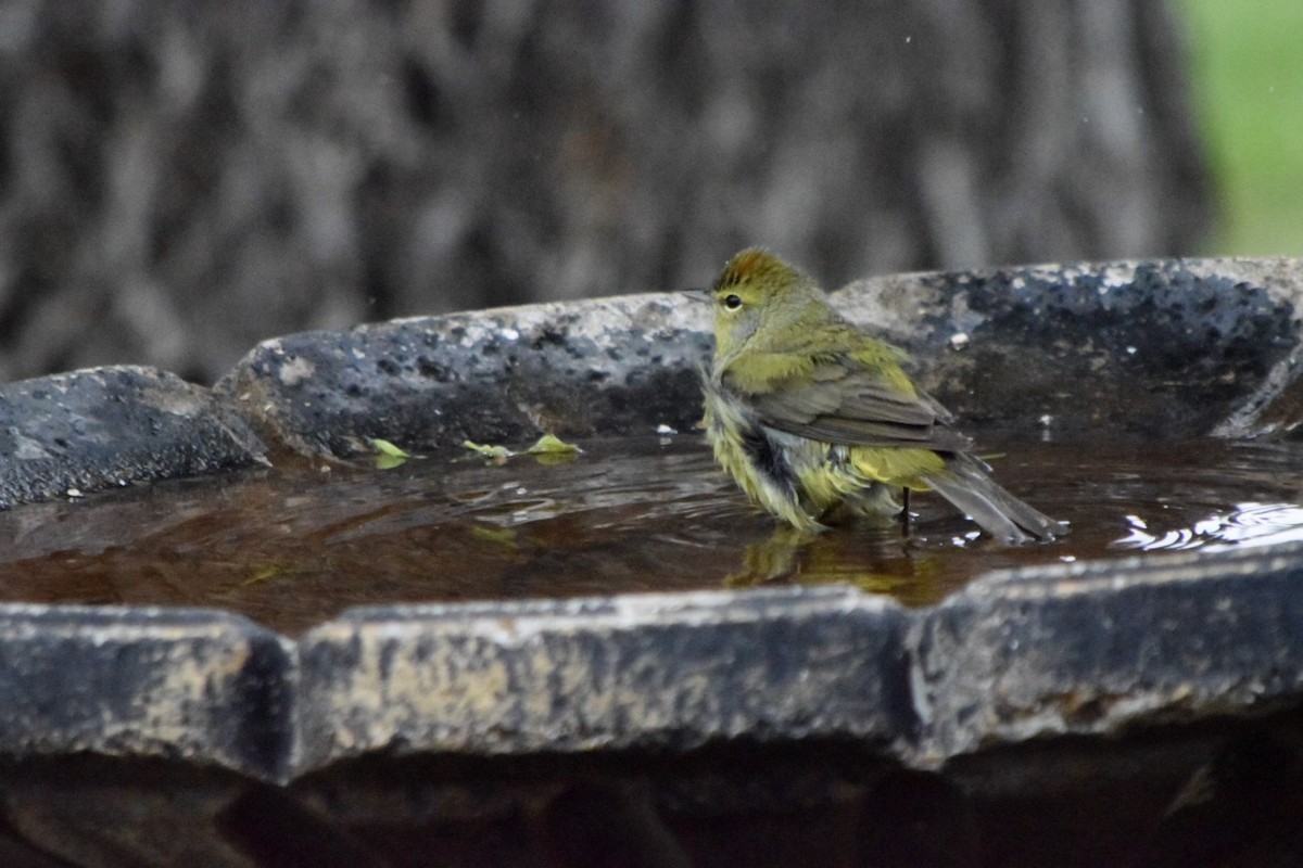 Orange-crowned Warbler - ML100791341