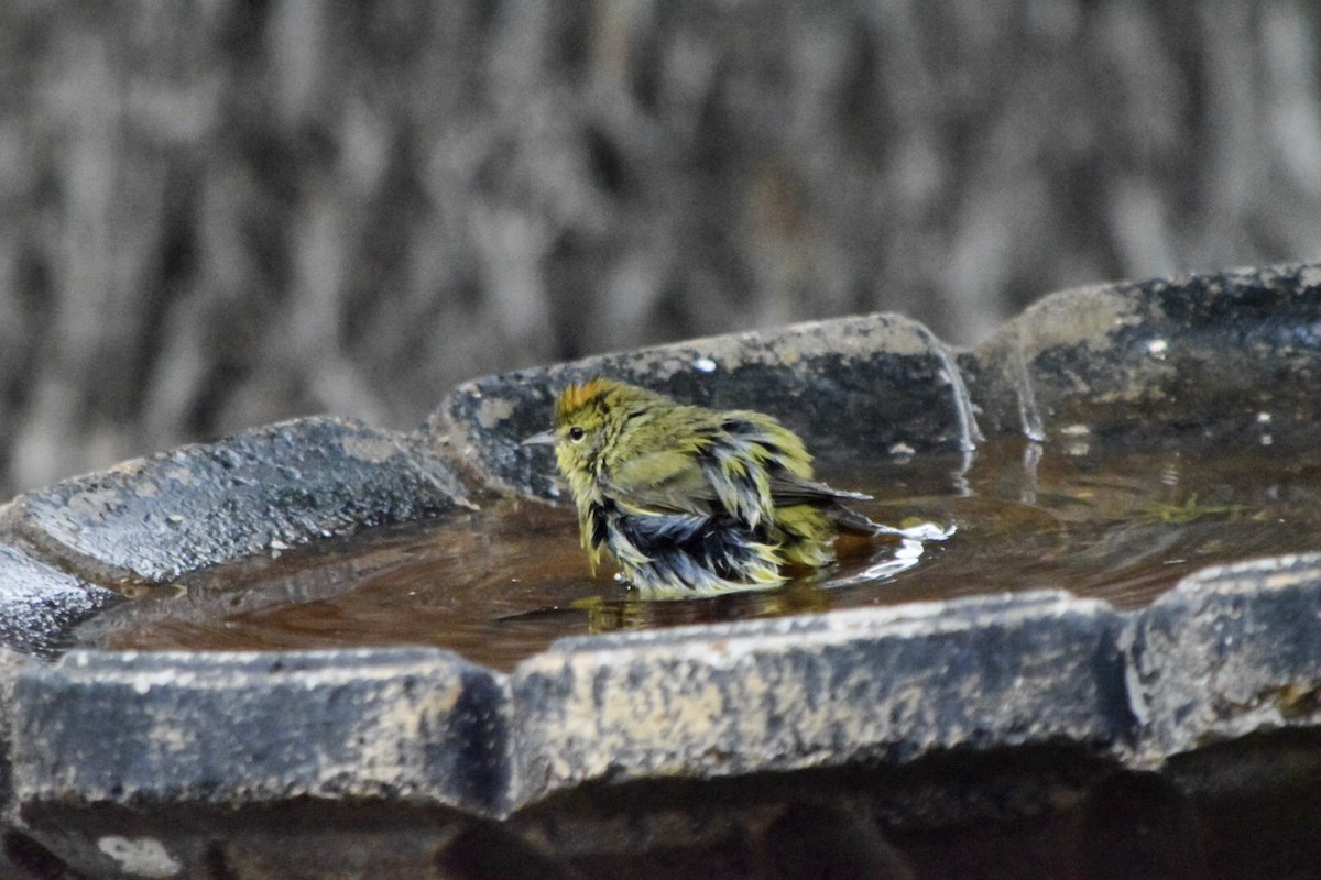 Orange-crowned Warbler - Kerri sloan