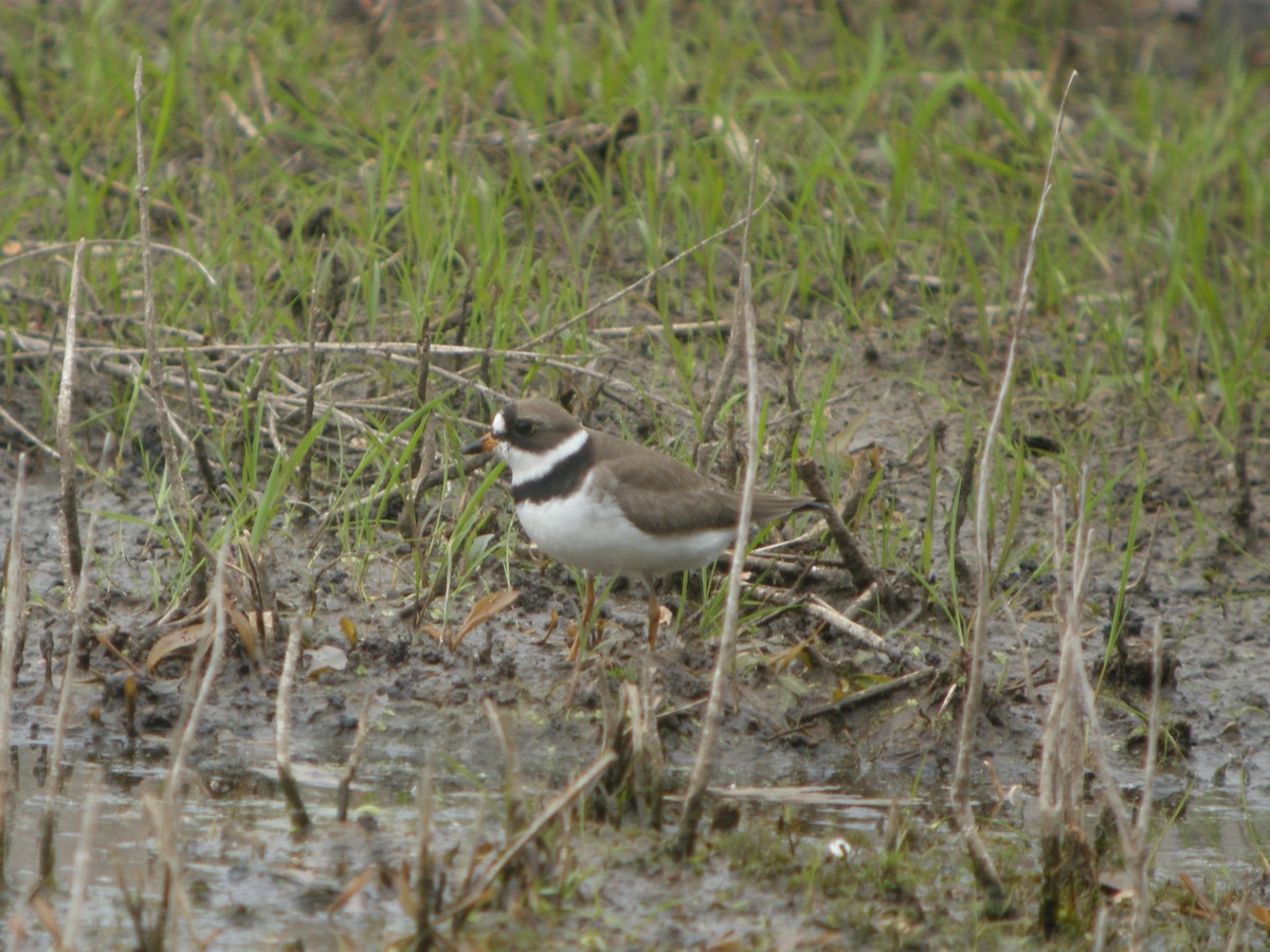 Semipalmated Plover - ML100792351