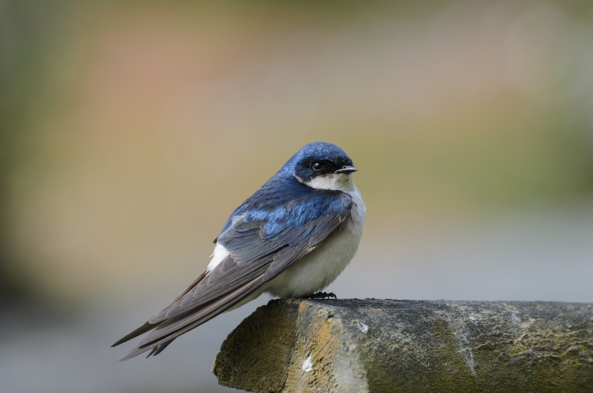 Chilean Swallow - Pablo Gutiérrez Maier