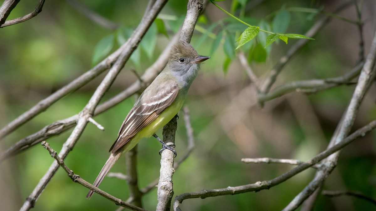 Great Crested Flycatcher - ML100795251