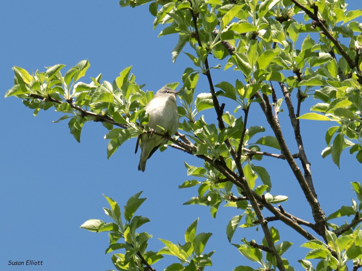 Tennessee Warbler - ML100795511