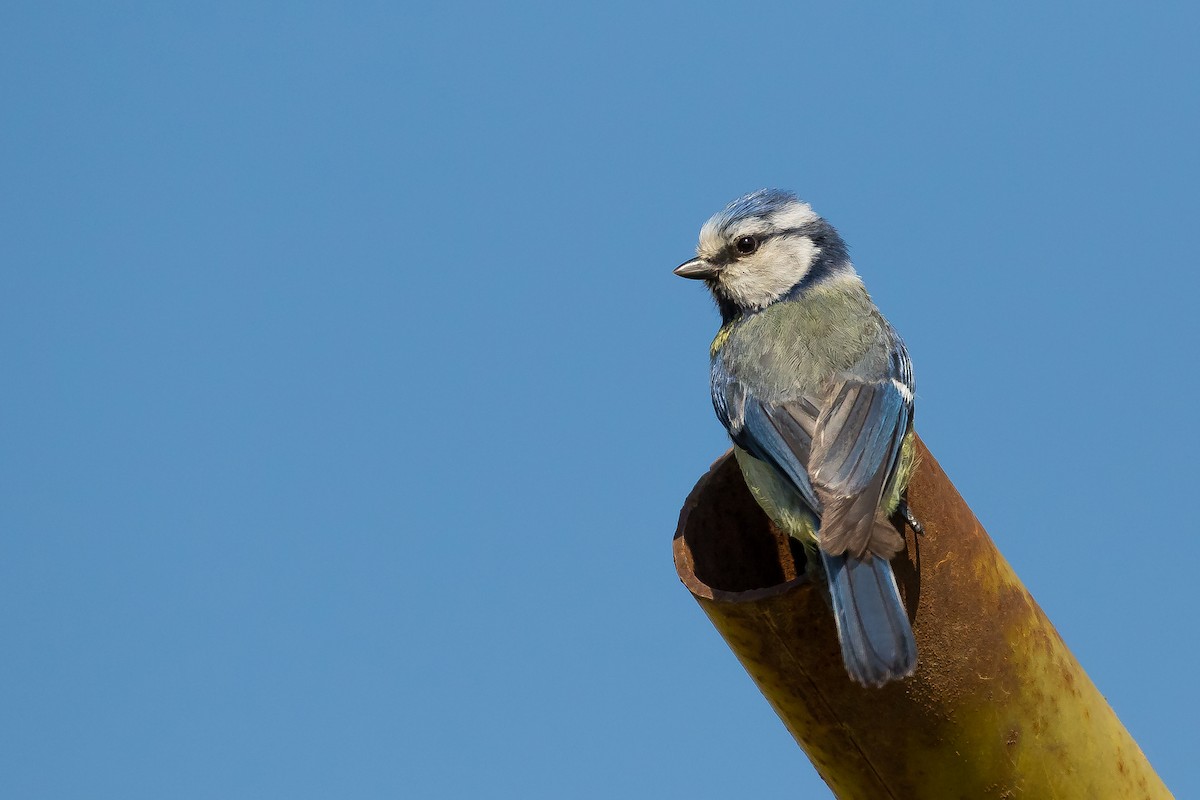 Eurasian Blue Tit - Dorna Mojab