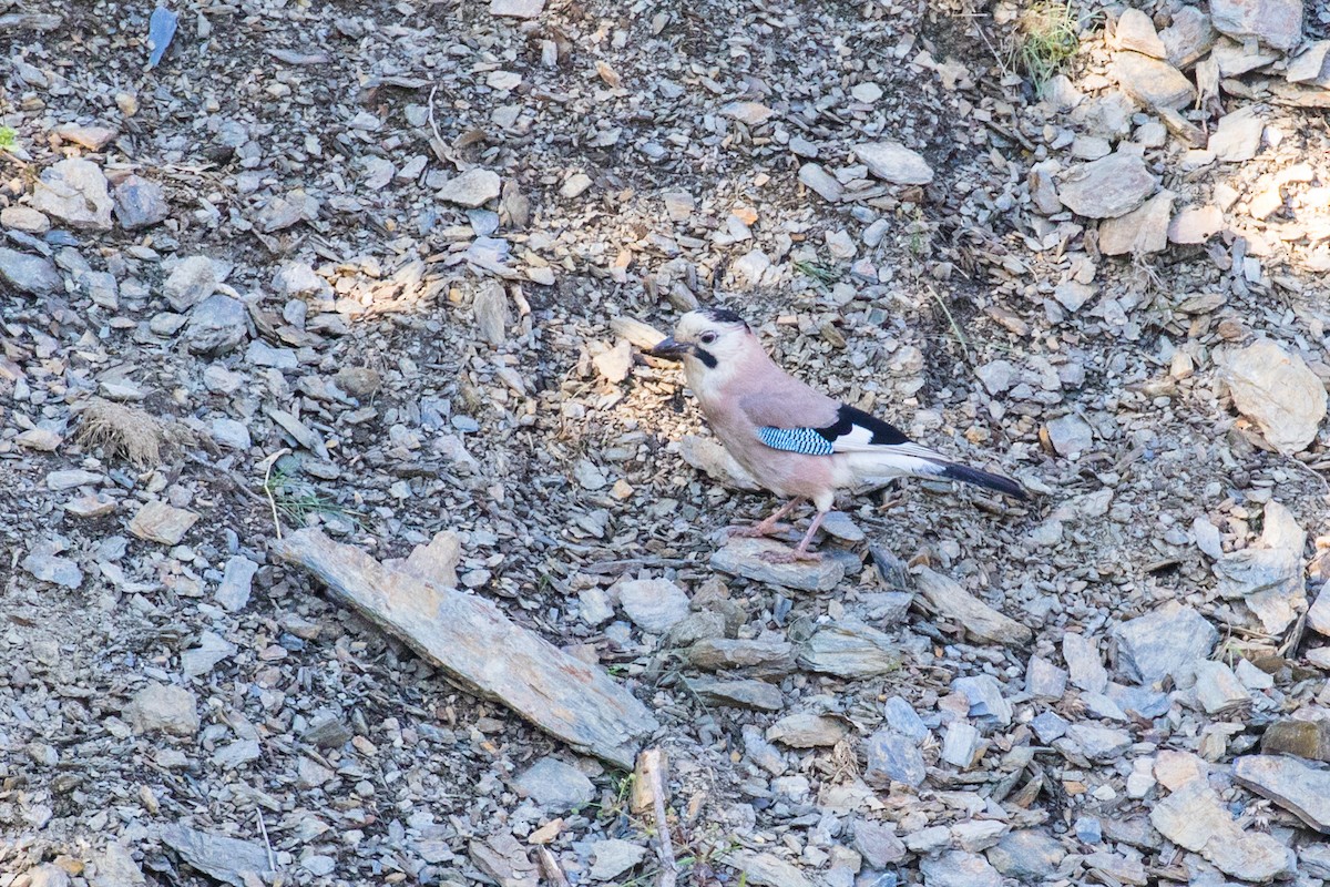 Eurasian Jay - Dorna Mojab