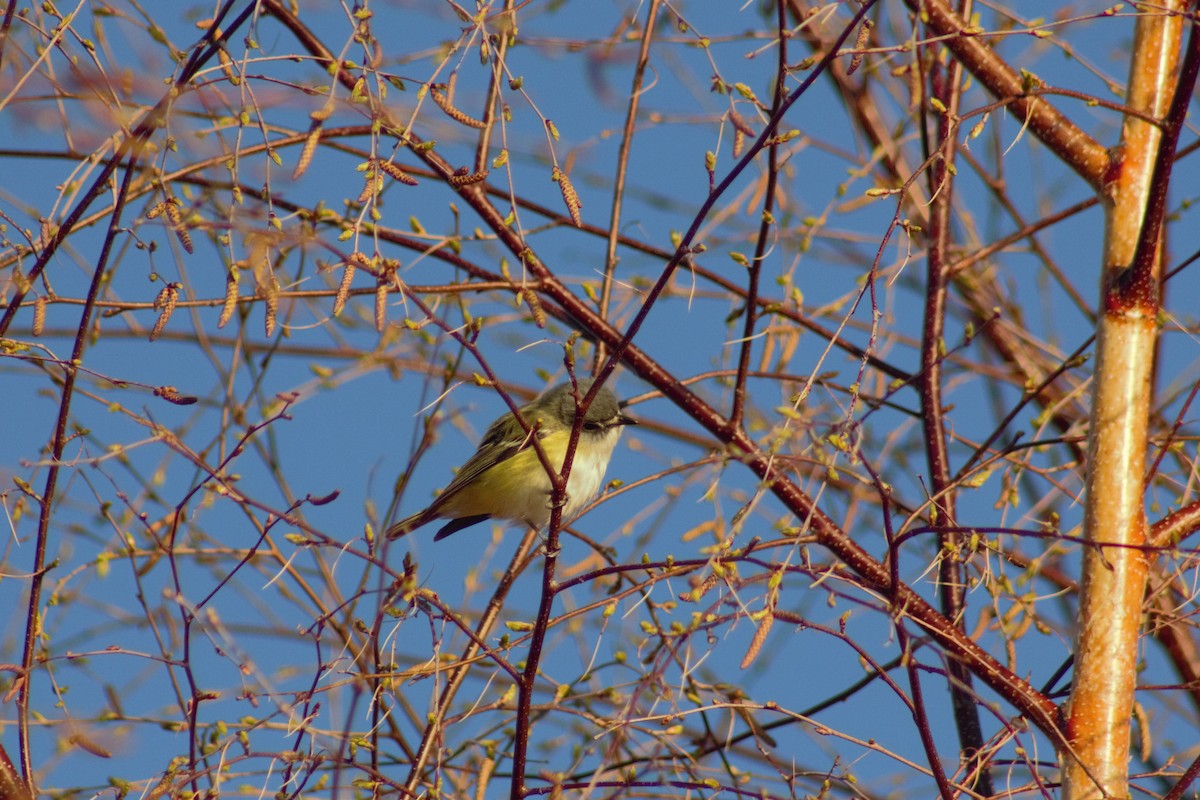 Blue-headed Vireo - Jean-Pierre Barry