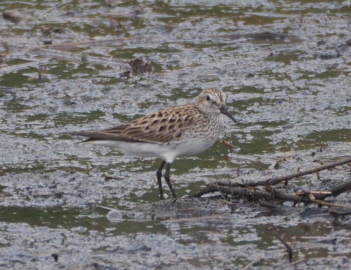 White-rumped Sandpiper - Bob Foehring