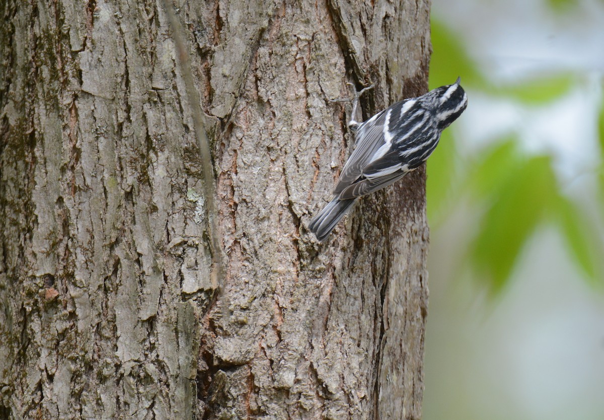 Black-and-white Warbler - ML100802171