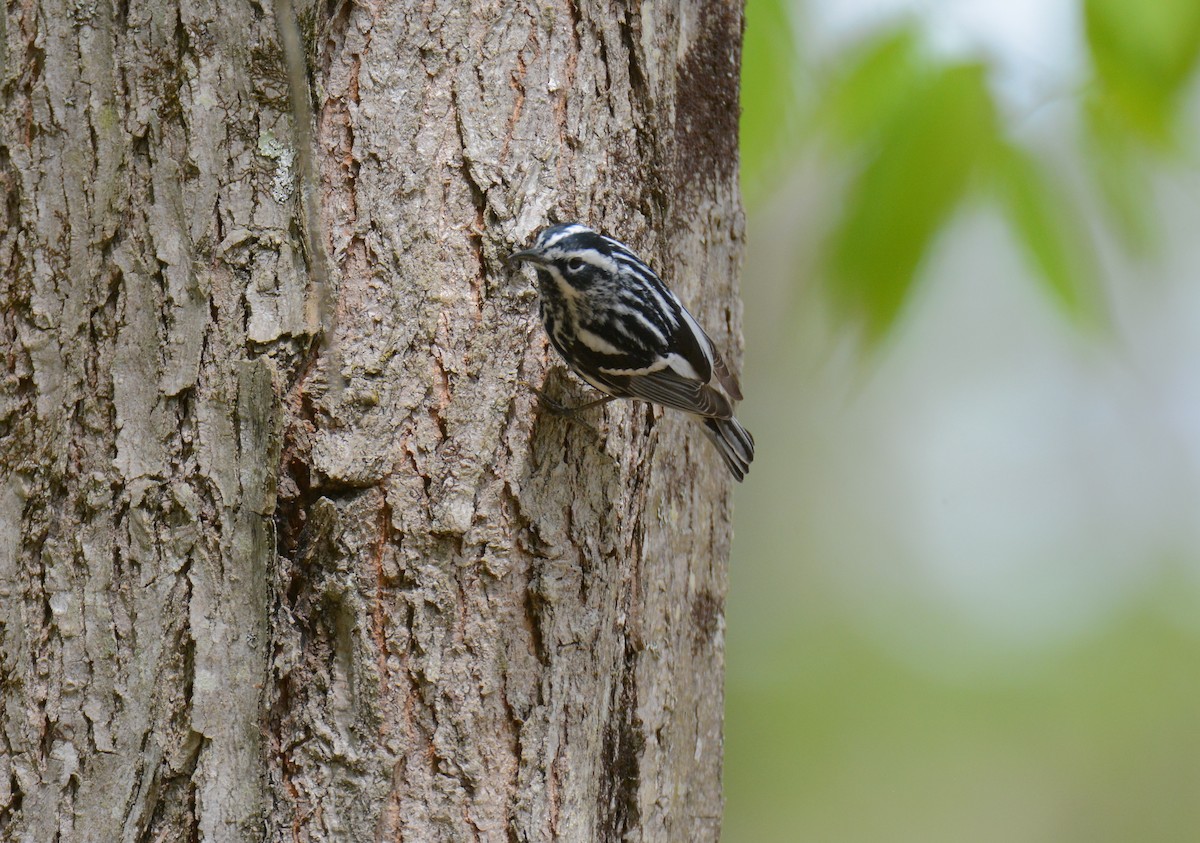 Black-and-white Warbler - ML100802201