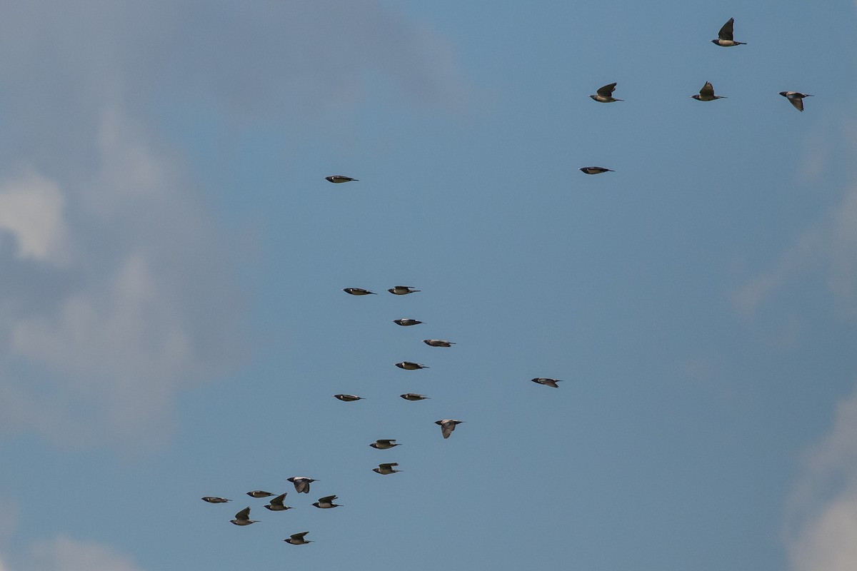 Rosy Starling - Dorna Mojab