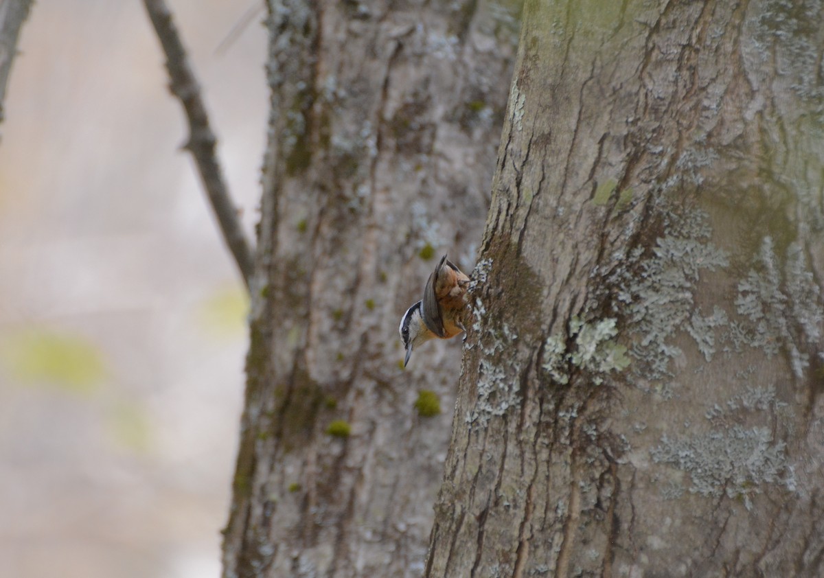 Red-breasted Nuthatch - ML100803251