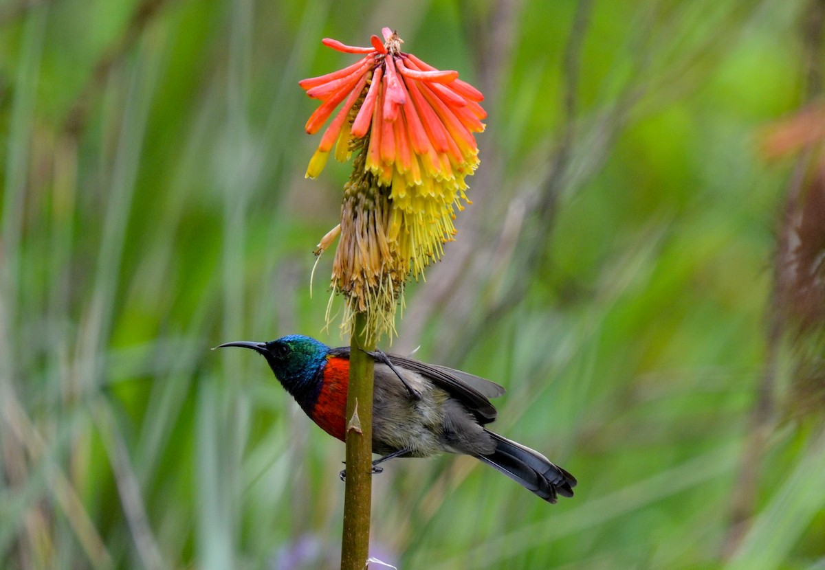 Stuhlmann's Sunbird - Bruce Wedderburn