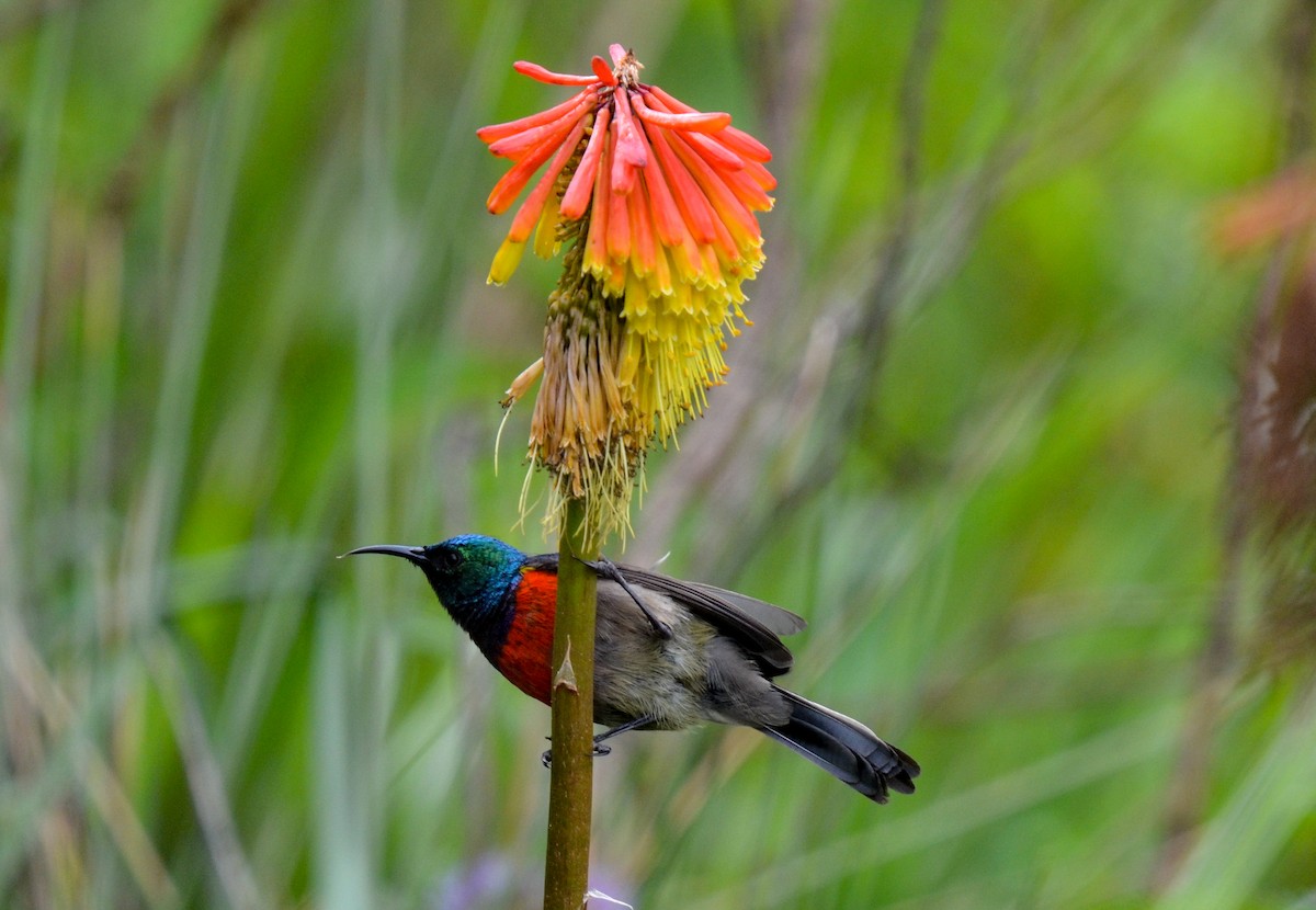 Stuhlmann's Sunbird - ML100803961