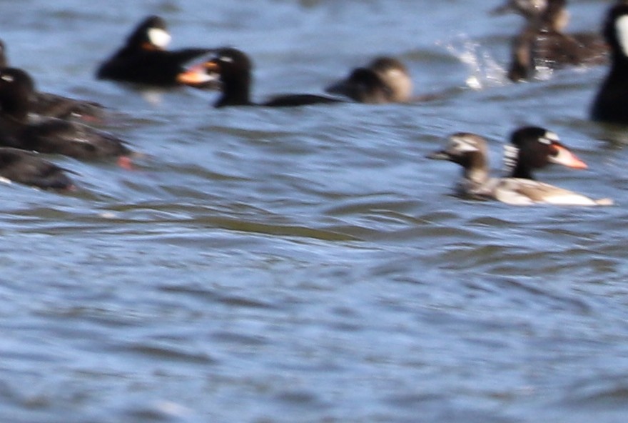 Long-tailed Duck - Walter Thorne