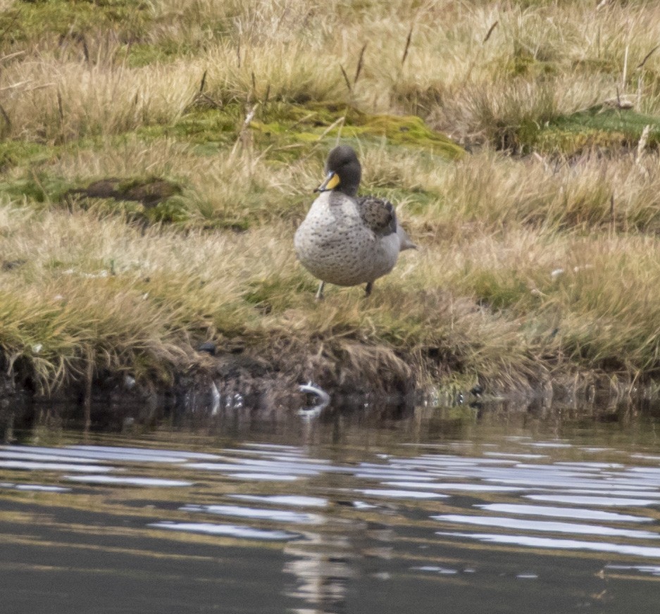 Yellow-billed Teal - ML100804311