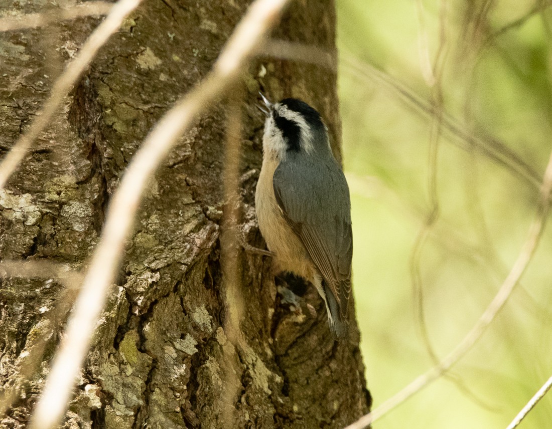 Red-breasted Nuthatch - ML100804611