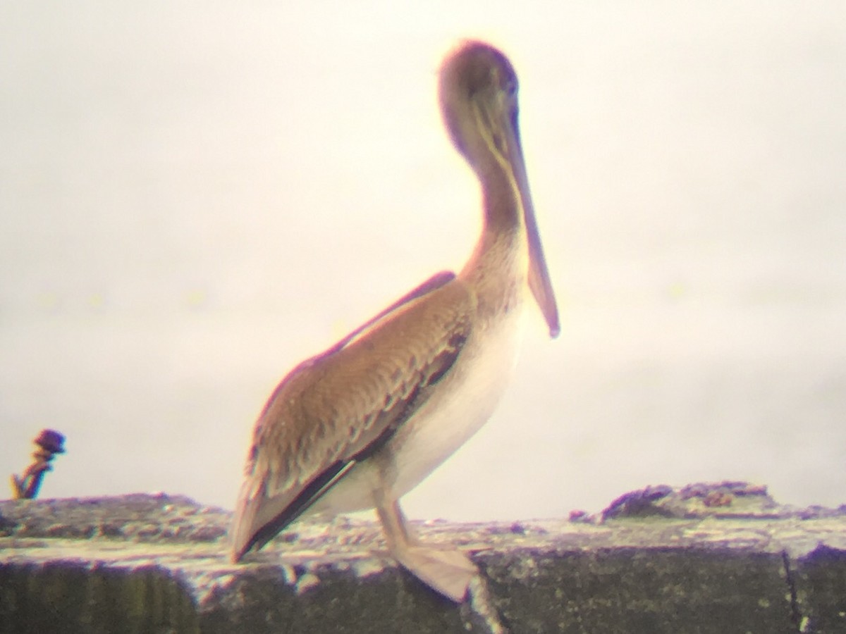 pelikán hnědý - ML100804881
