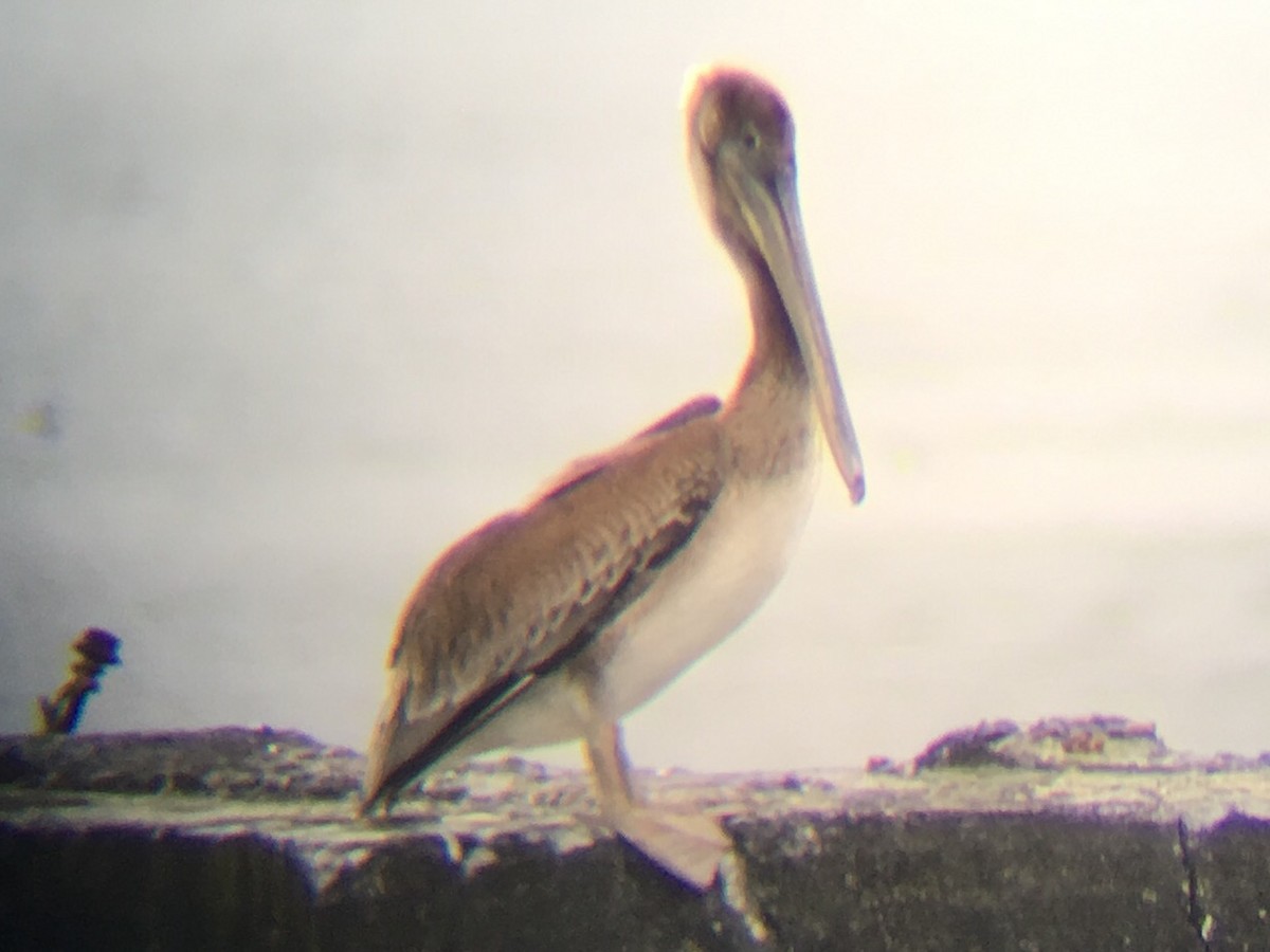 Brown Pelican - ML100804891